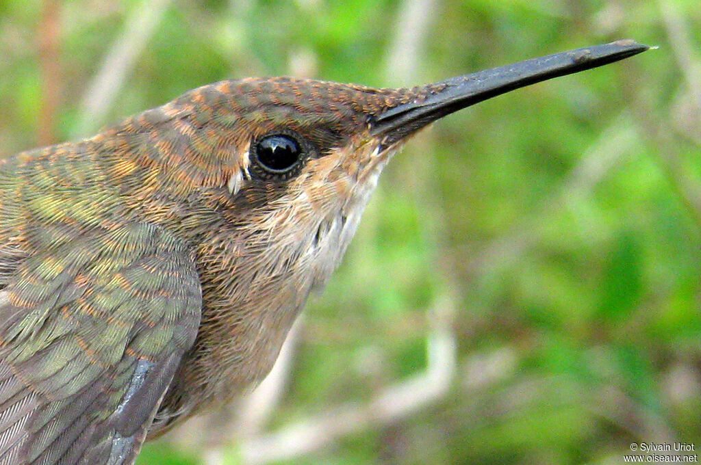 Ruby-topaz Hummingbirdimmature