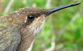 Ruby-topaz Hummingbird