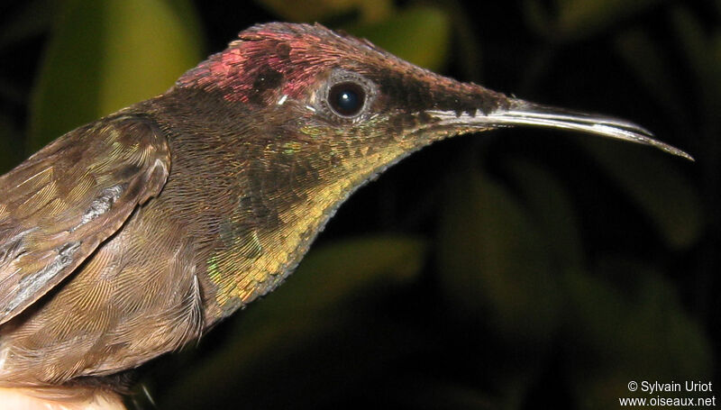 Ruby-topaz Hummingbird male adult