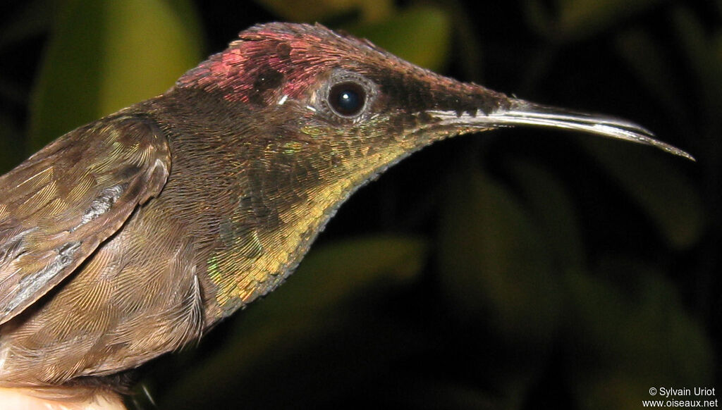 Colibri rubis-topaze mâle adulte