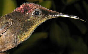 Ruby-topaz Hummingbird