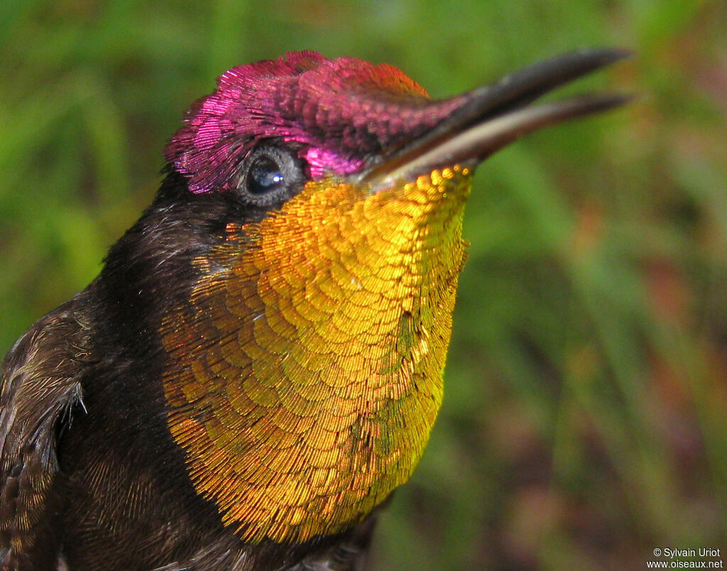 Ruby-topaz Hummingbird male adult