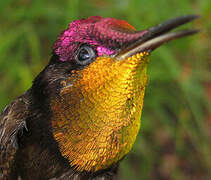 Ruby-topaz Hummingbird