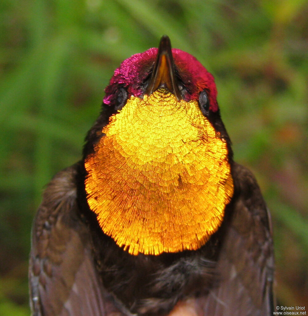 Colibri rubis-topaze mâle adulte