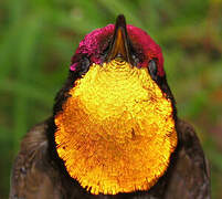 Ruby-topaz Hummingbird