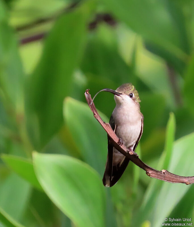 Colibri rubis-topaze femelle adulte