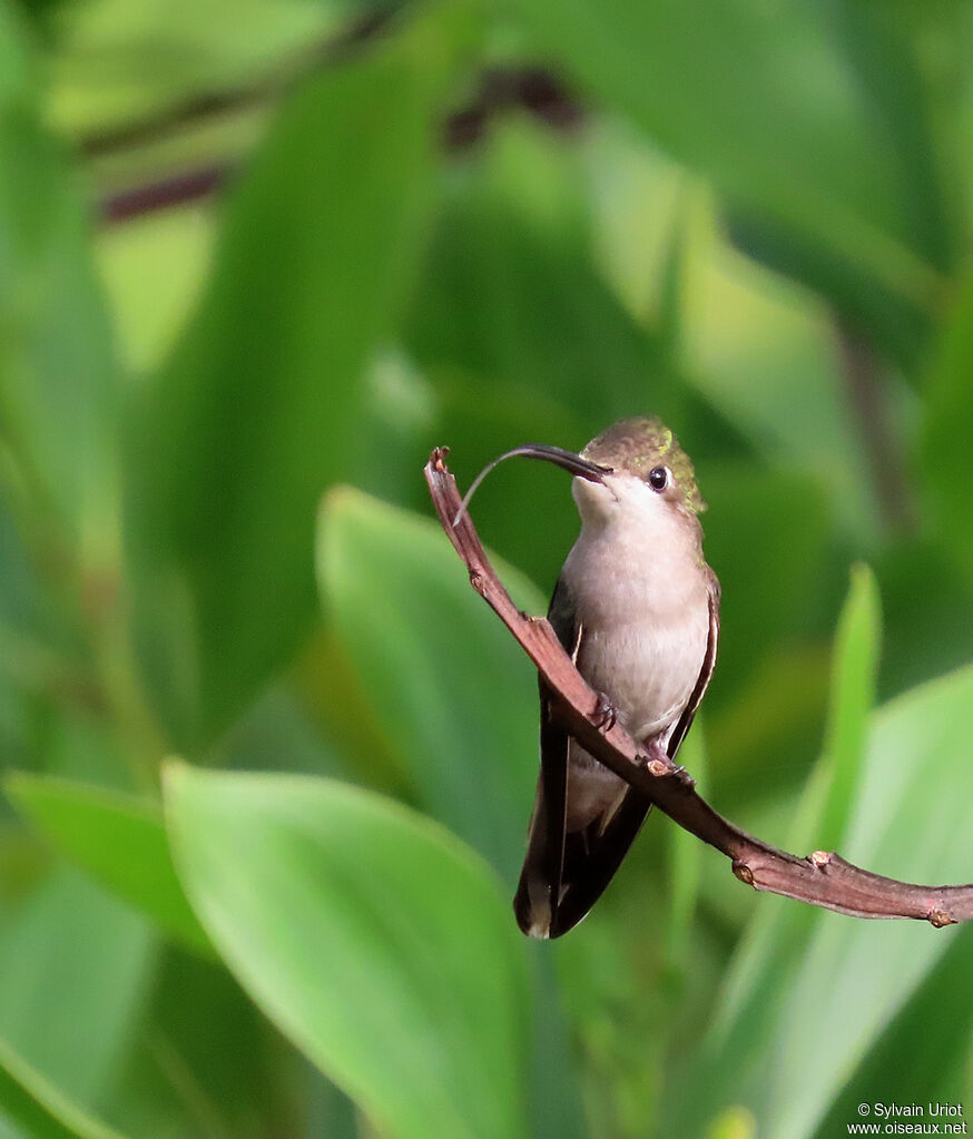 Colibri rubis-topaze femelle adulte