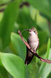 Colibri rubis-topaze