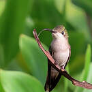 Colibri rubis-topaze