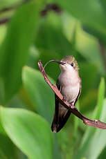 Colibri rubis-topaze