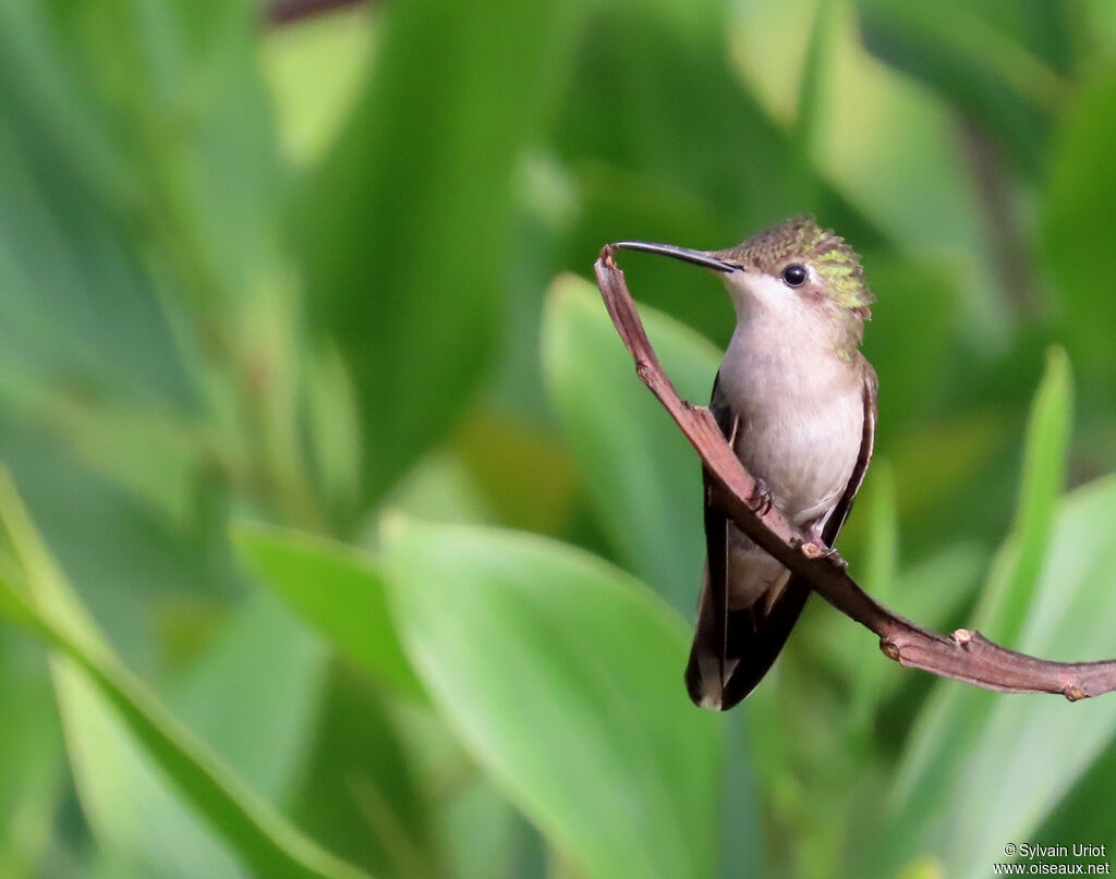 Colibri rubis-topaze femelle adulte