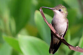 Ruby-topaz Hummingbird