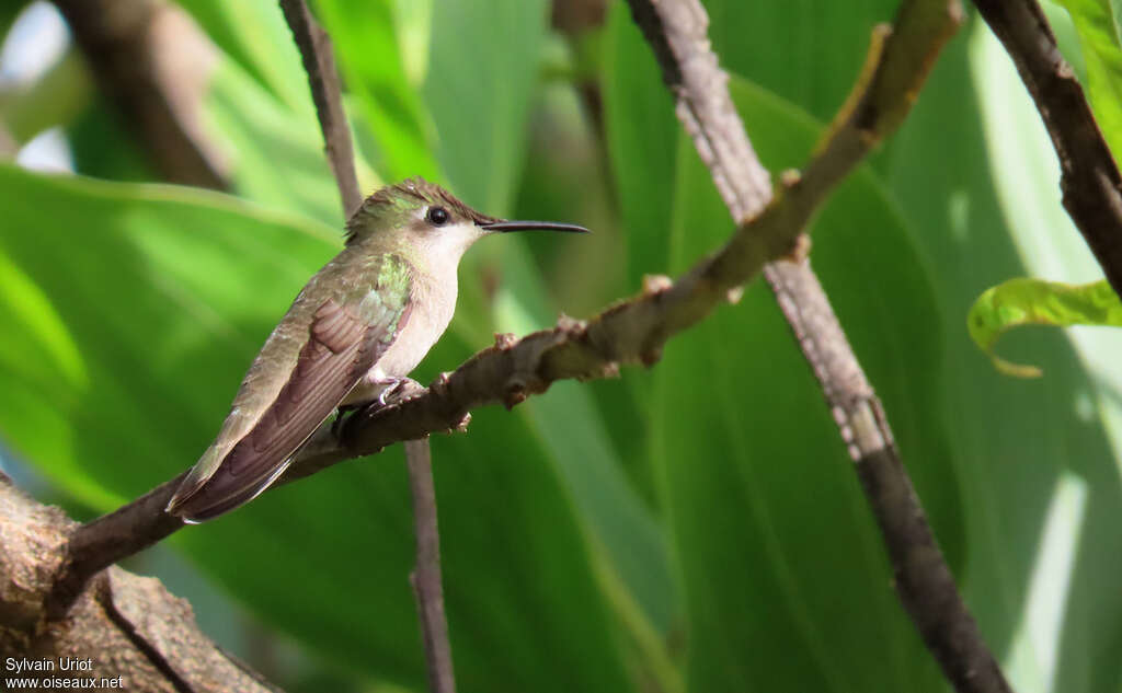 Ruby-topaz Hummingbird female adult, identification