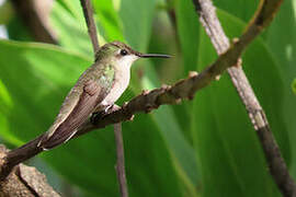 Colibri rubis-topaze