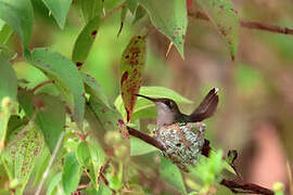 Colibri rubis-topaze