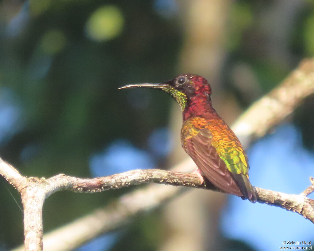 Colibri topaze mâle immature