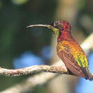Colibri topaze