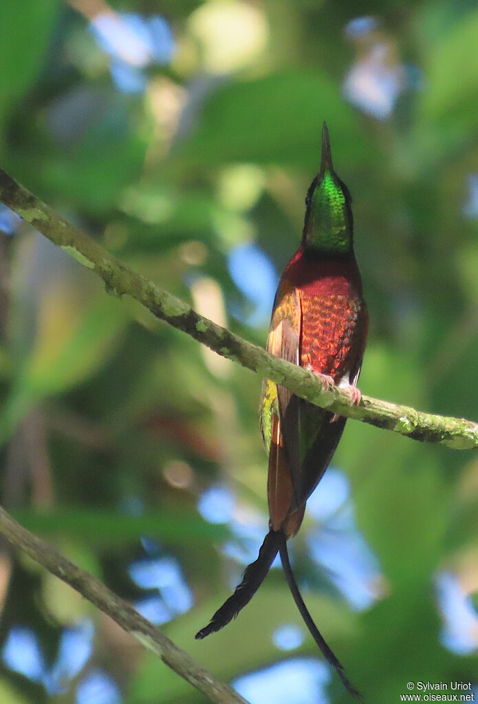 Colibri topaze mâle adulte
