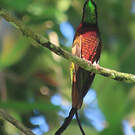 Colibri topaze