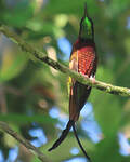 Colibri topaze