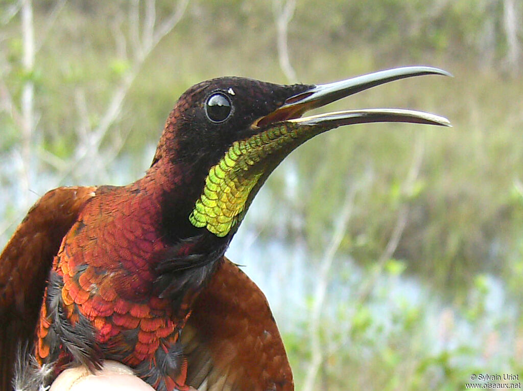 Colibri topaze mâle adulte