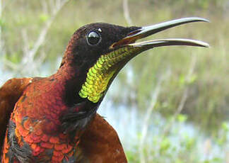 Colibri topaze