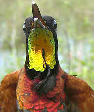 Colibri topaze