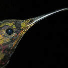 Colibri topaze