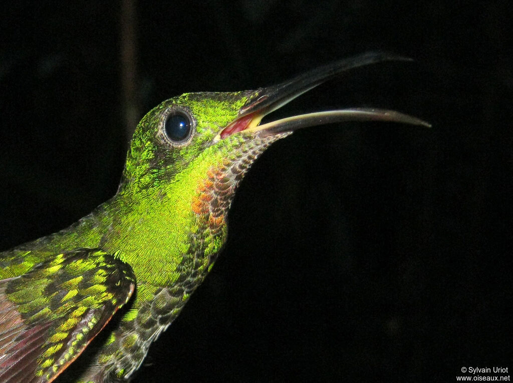 Crimson Topaz female adult