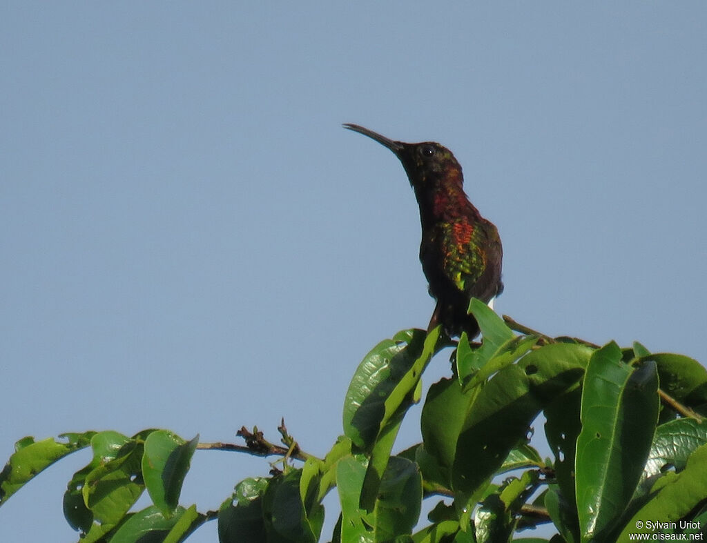 Colibri topaze mâle subadulte