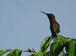 Colibri topaze