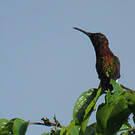 Colibri topaze