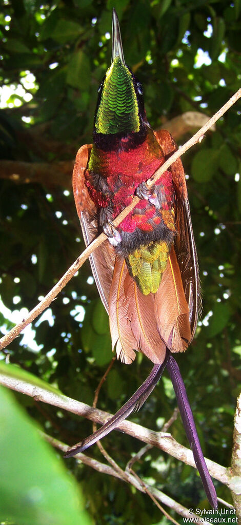 Colibri topaze mâle adulte