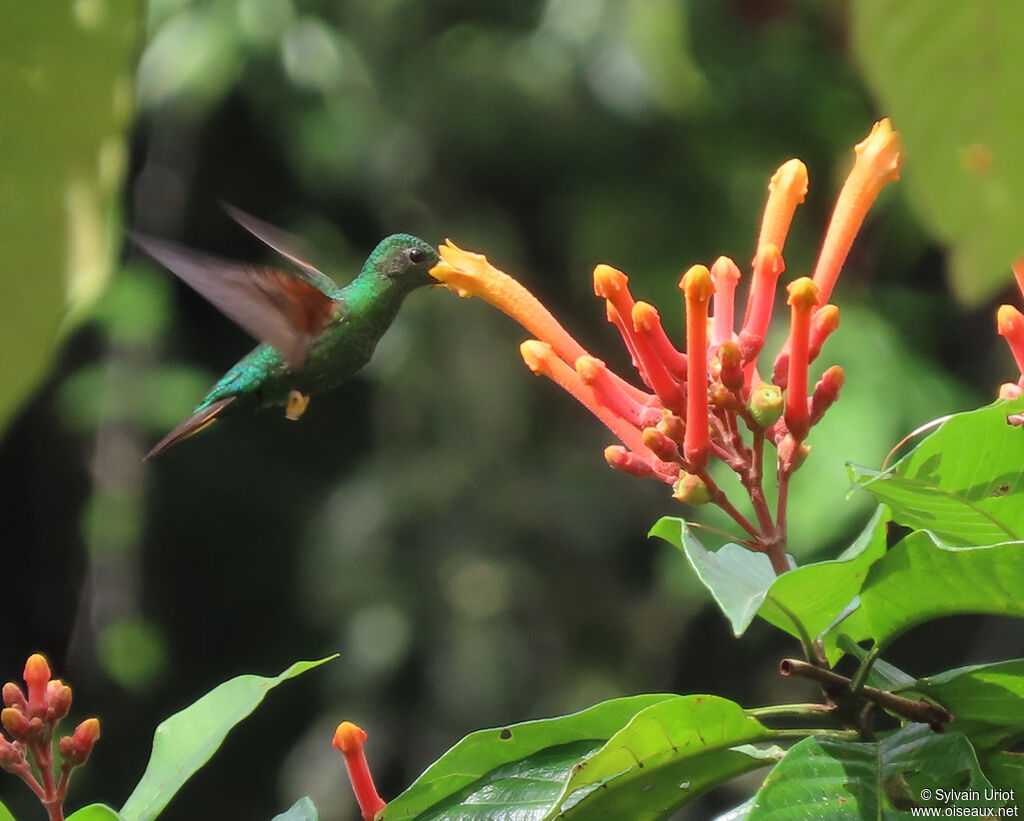 Colibri topaze femelle adulte, mange