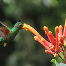 Colibri topaze