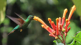 Colibri topaze