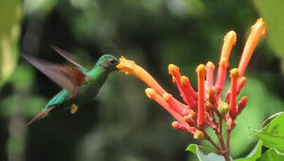 Colibri topaze