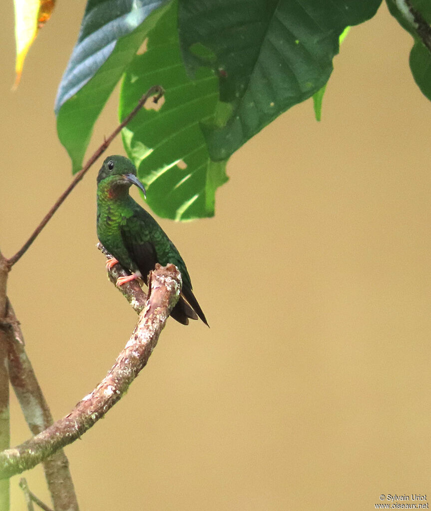 Colibri topaze femelle adulte