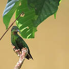 Colibri topaze