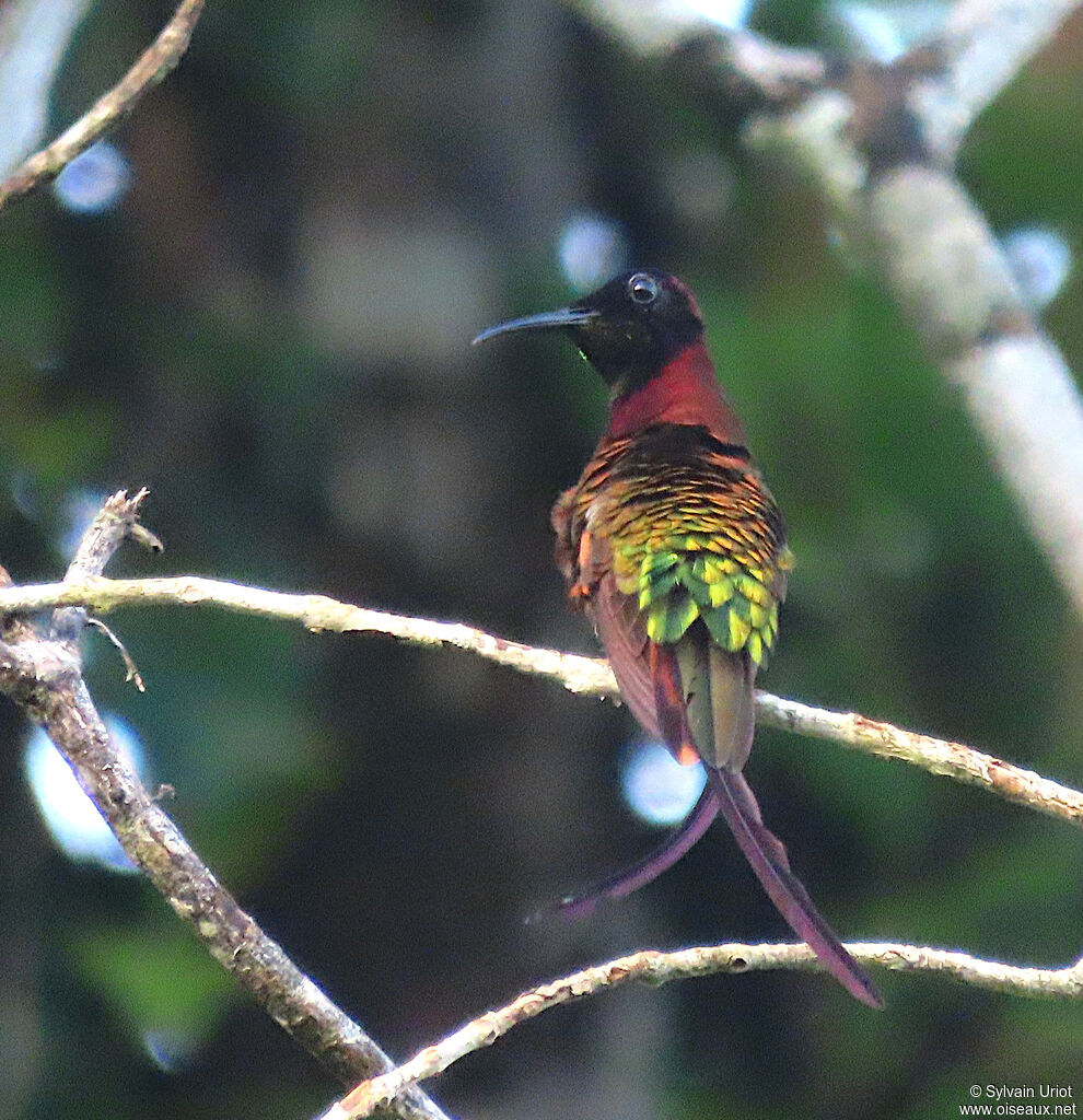 Colibri topaze mâle adulte