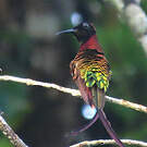 Colibri topaze