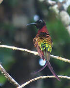 Colibri topaze