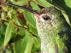 Colibri tout-vert