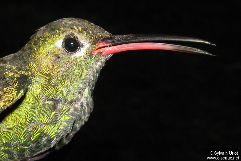 Colibri tout-vert mâle adulte