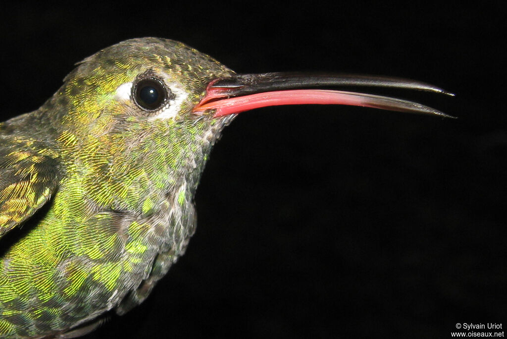 Colibri tout-vert mâle adulte