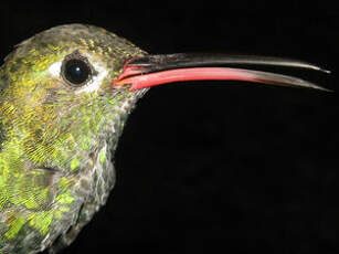 Colibri tout-vert