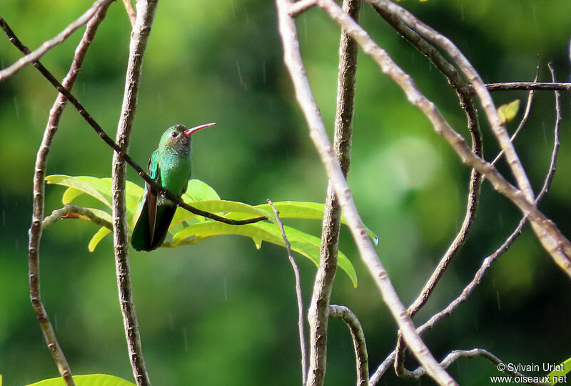 Green-tailed Goldenthroat male adult