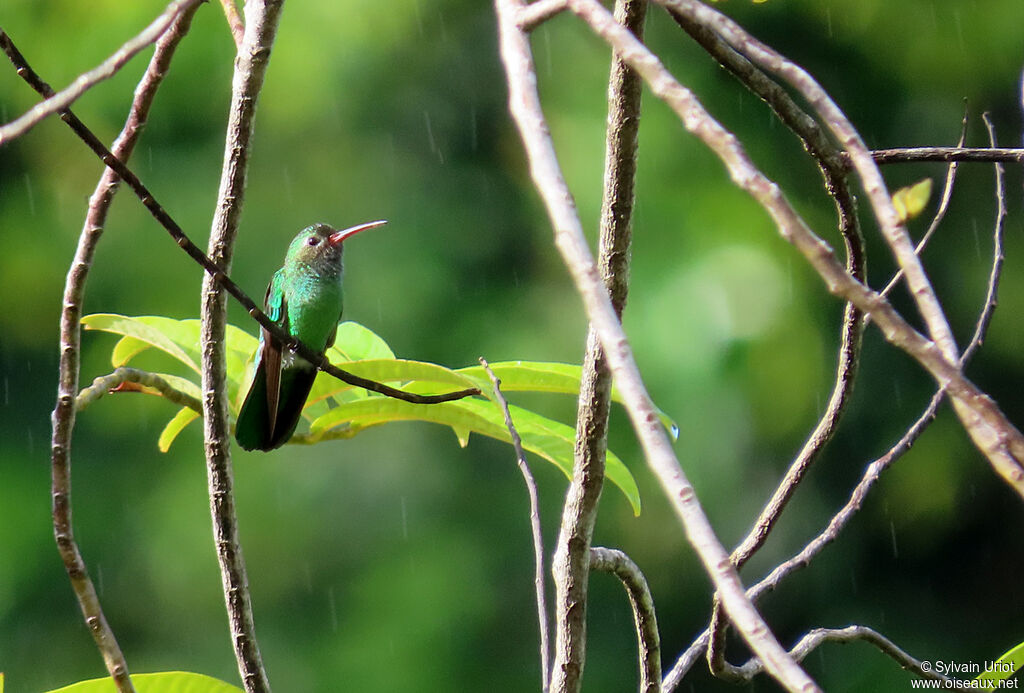 Colibri tout-vert mâle adulte