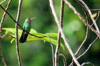 Colibri tout-vert