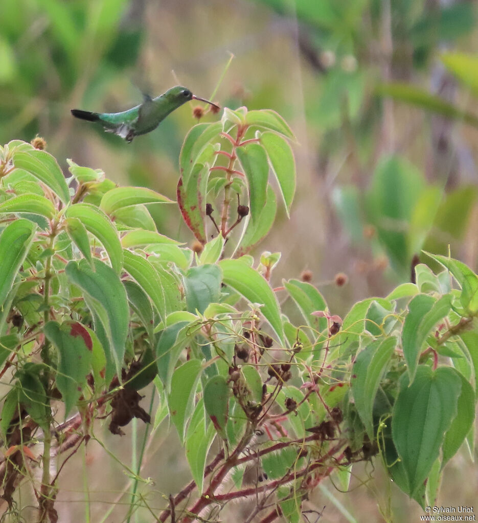 Colibri tout-vertadulte